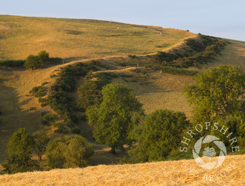 Early morning light on Offa's Dyke path near Newcastle on Clun, Shropshire.