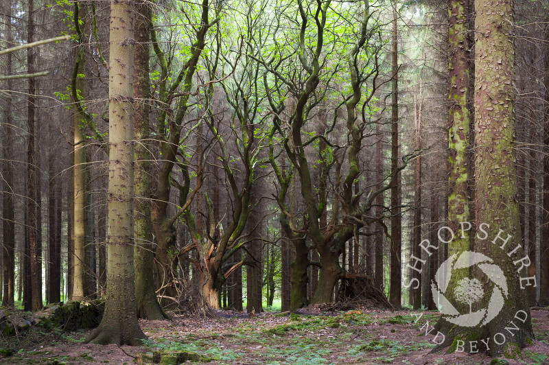 Sweet chestnut and Sitka spruce trees on Brown Clee Hill near Ditton Priors, Shropshire, England.