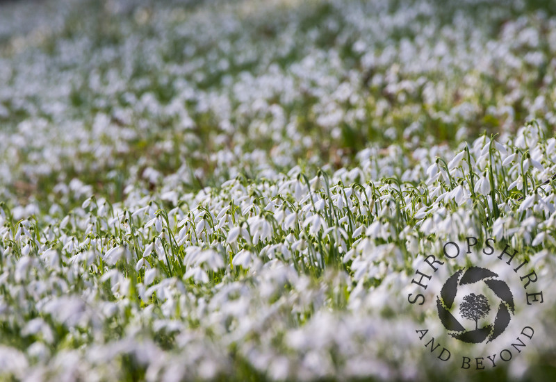 A bank of snowdrops in the churchyard at St Peter's, Stanton Lacy, Shropshire.