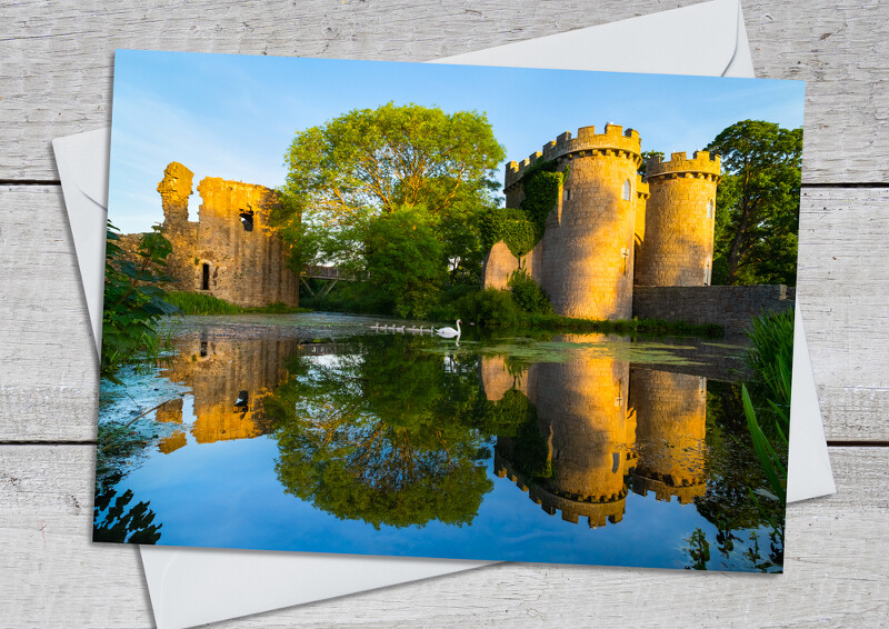 Swan and cygnets at Whittignton Castle, near Oswestry, Shropshire.