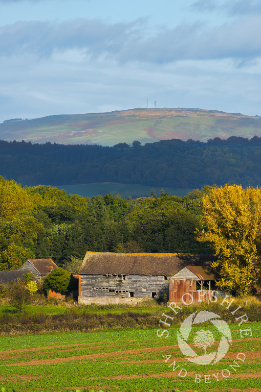 Autumn colour surrounds an old barn near Bromfield beneath Brown Clee Hill, Shropshire.