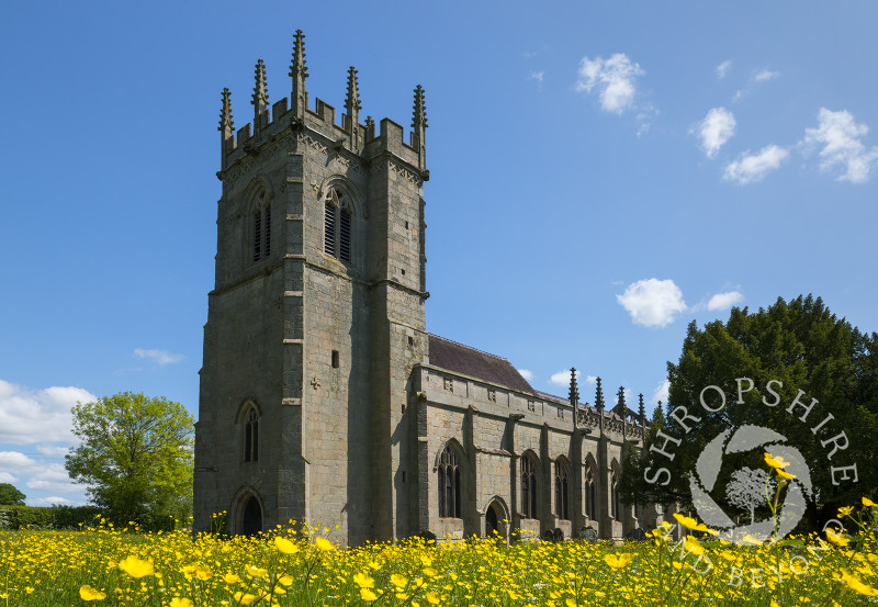 Buttercups growing at St Mary Magdalene's Church, Battlefield, near Shrewsbury in Shropshire.