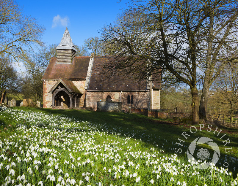 Snowdrops outside St Michael's Church at Upton Cressett, Shropshire, England.