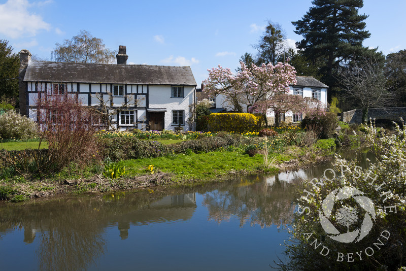 Spring blossom reflected in the River Arrow at Eardisland, Herefordshire, England.