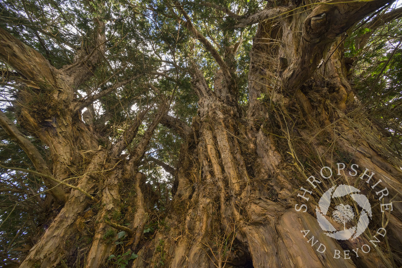 2,700 year old yew tree in the churchyard of All Saints' at Norbury, Shropshire, UK.