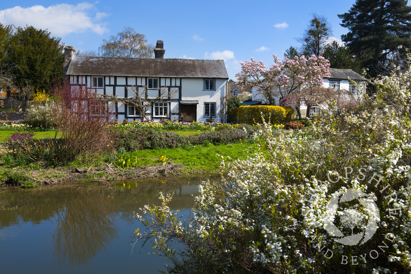 Spring colour in the village of Eardisland, Herefordshire, England.