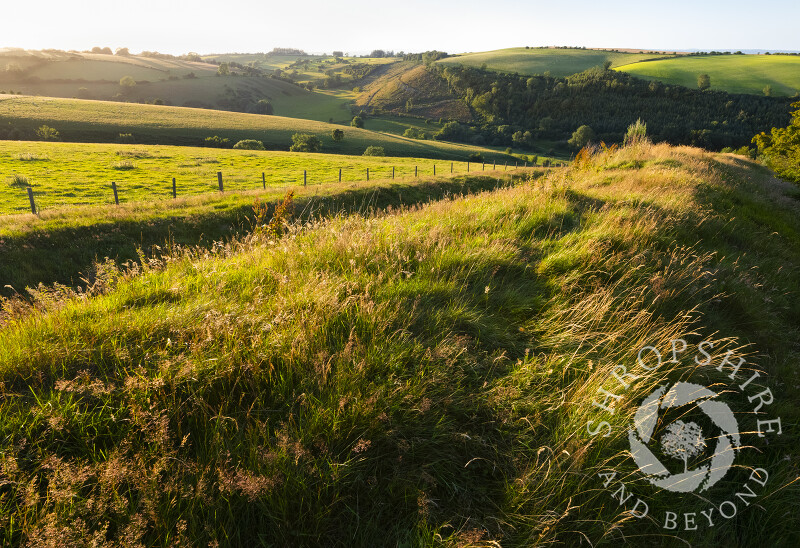 Evening light on Offa's Dyke, near Mainstone, Shropshire.