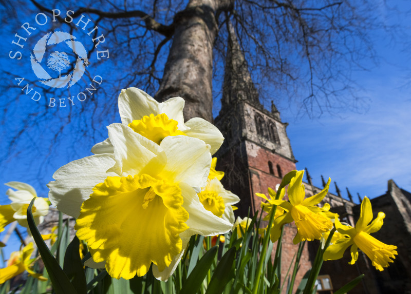 Daffodils outside St Mary's Church, Shrewsbury, Shropshire.