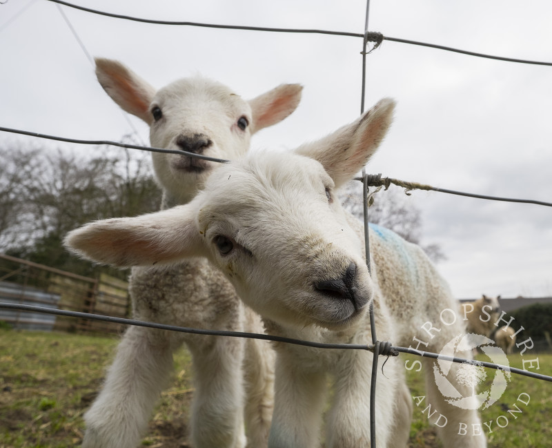 Newly born twin lambs on a farm at Shelve, Shropshire.