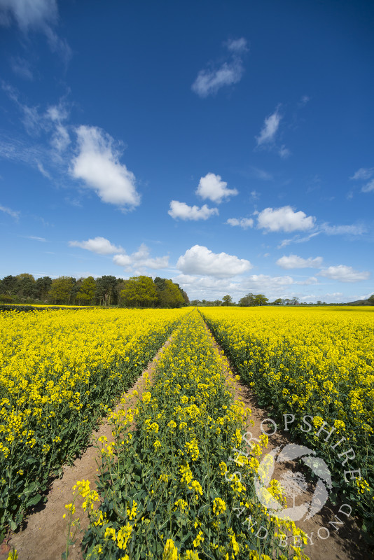 Tracks through a field of oilseed rape near Telford, Shropshire, England.