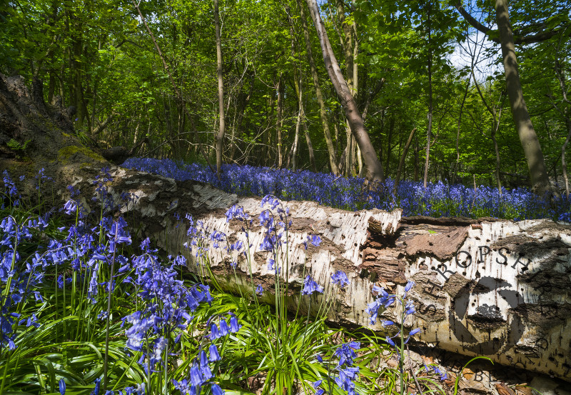 Bluebells on the Wrekin, near Wellington, Shropshire.