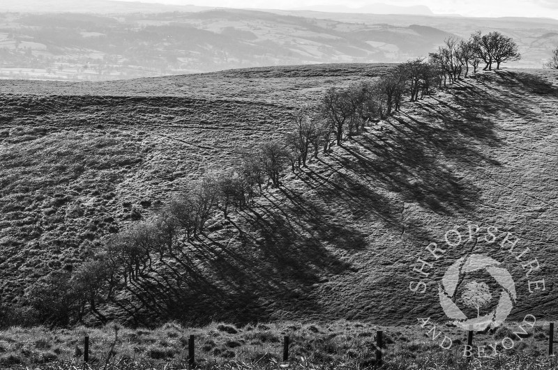 A line of trees and shadows seen from Mitchell's Fold stone circle on Stapeley Hill, near Priest Weston, Shropshire.