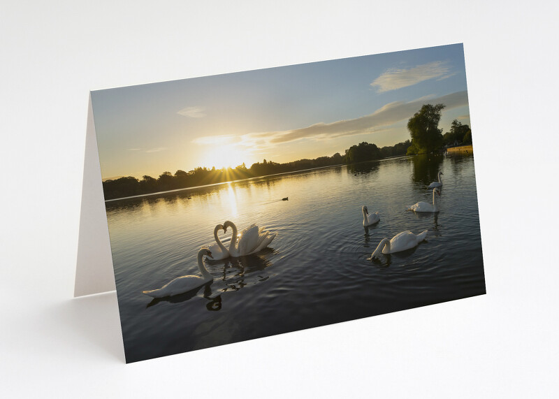 Swans on the Mere at Ellesmere, Shropshire