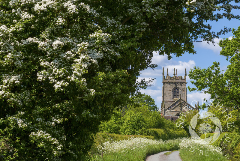 Spring blossom frames St Mary Magdalene's Church at Battlefield, near Shrewsbury in Shropshire.