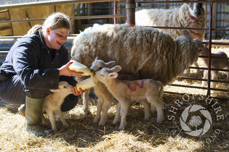 Bottle feeding lambs at Middle Farm, Shelve, on the Stiperstones, Shropshire, England.