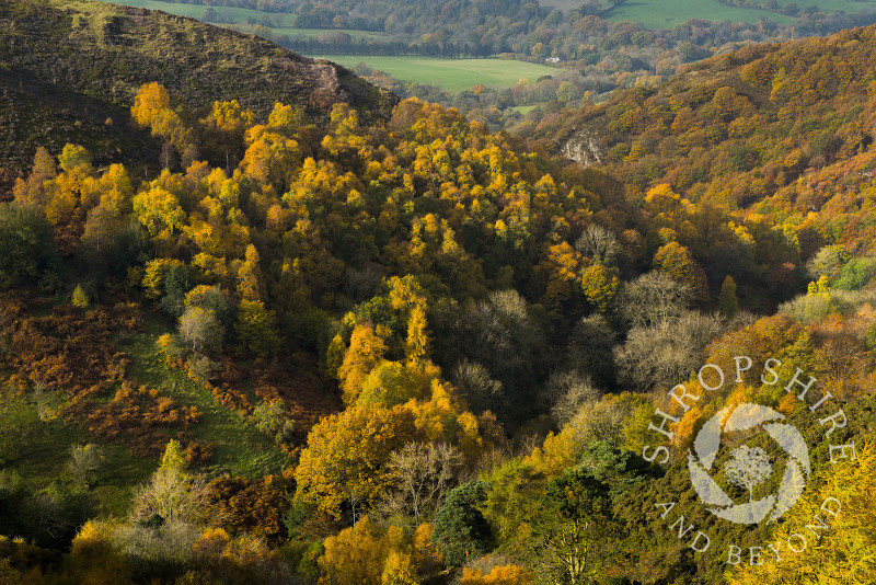 Autumn at Crowsnest Dingle, above Snailbeach on the Stiperstones, Shropshire, England.