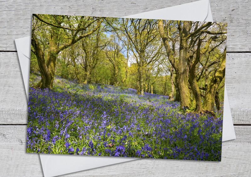 Bluebells in Helmeth Wood, near Church Stretton, Shropshire.