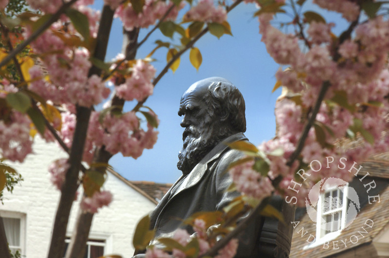 Charles Darwin statue outside Shrewsbury library, Shropshire, England.