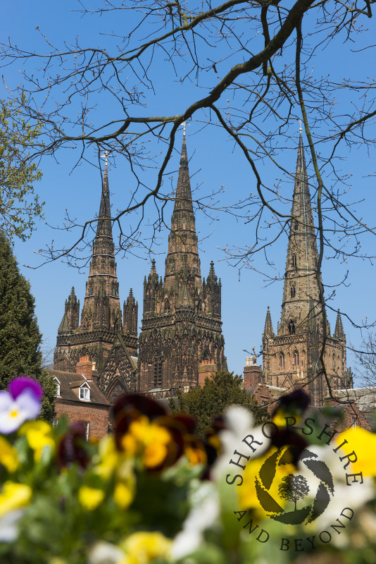 The three spires of Lichfield Cathedral seen from the Garden of Remembrance in spring, Lichfield, Staffordshire, England.