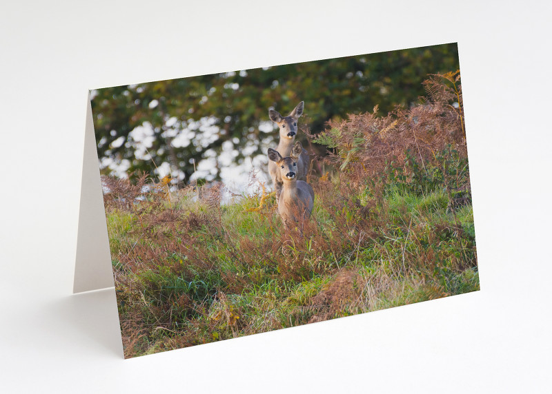Roe deer on Burrow Hill, Shropshire.