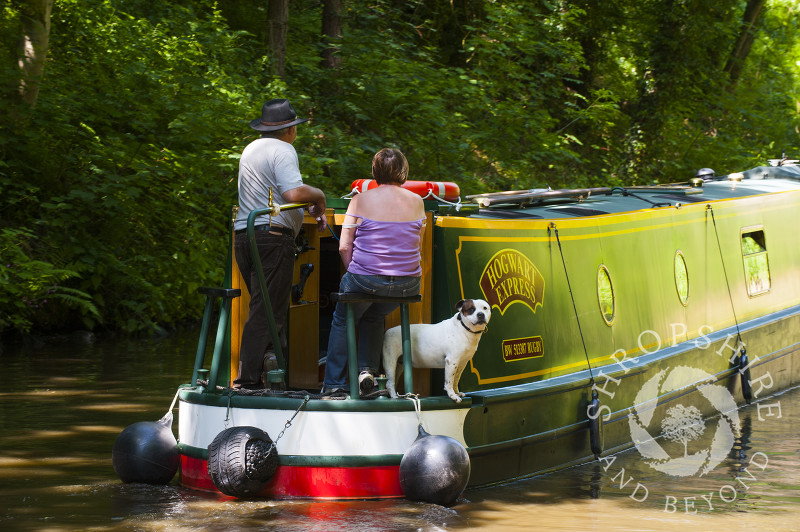 A dog on a canal boat on the Shropshire Union Canal at Brewood, Staffordshire, England.