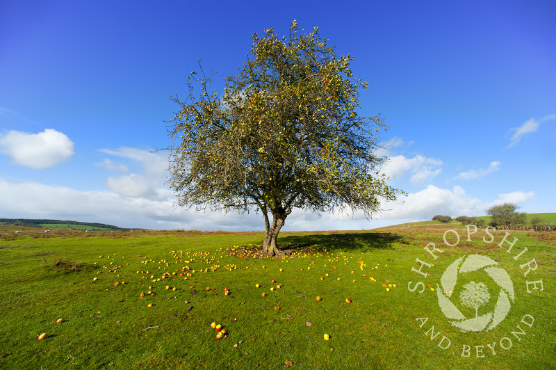 A lone apple tree in autumn on Hopesay Common, near Craven Arms, Shropshire, England.