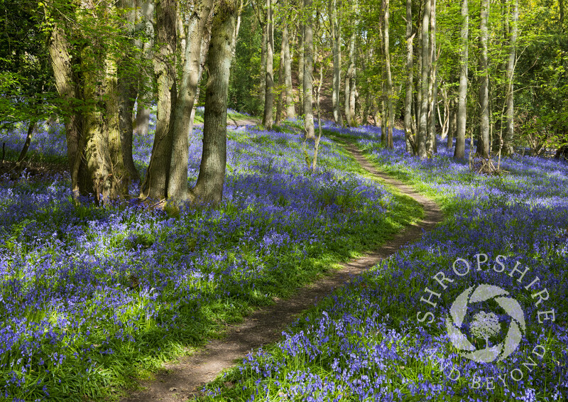 A path through bluebells on the Ercall, near the Wrekin, Shropshire.