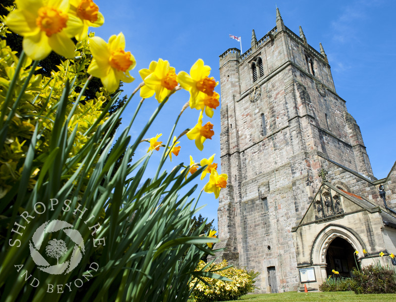 Daffodils at St Oswald's Church in Oswestry, Shropshire, England.