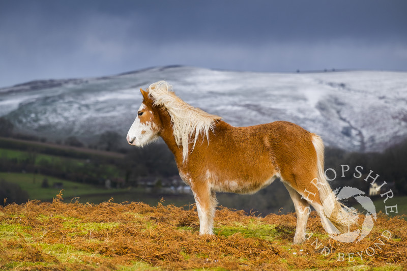 A pony enjoys the winter sunshine on Hopesay Common, Shropshire, England.