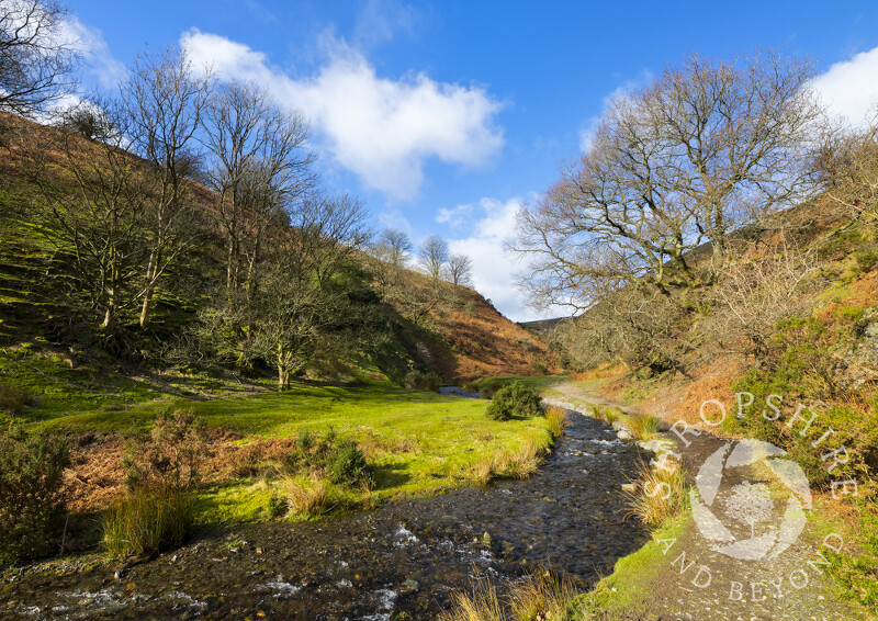 Quinny Brook flows through Ashes Hollow, near Little Stretton, Shropshire.