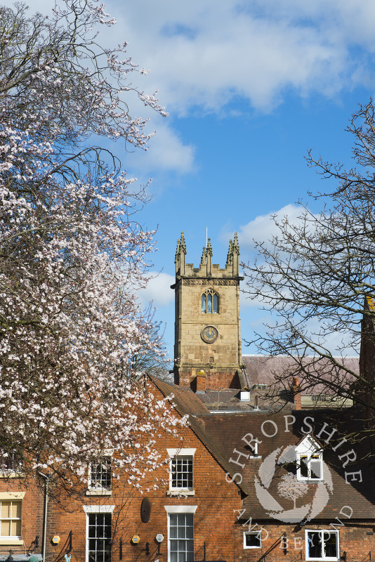 St Julian's Church in Spring time, Shrewsbury, Shropshire, England.