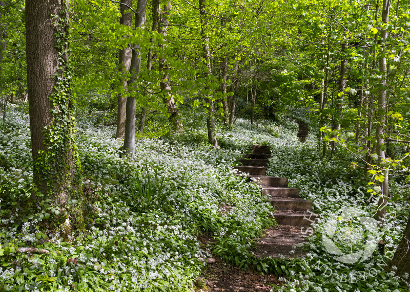 Wild garlic in Sutton Wood, Coalport, Shropshire.