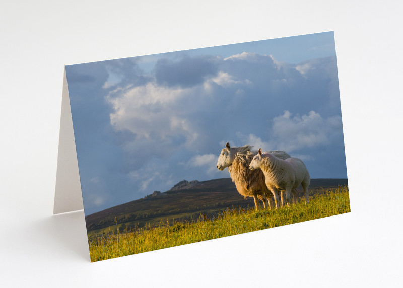 Sheep near the Stiperstones, Shropshire