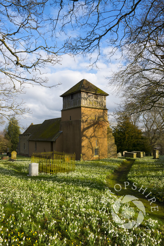 A sea of snowdrops at St James' Church, Shipton, Shropshire.