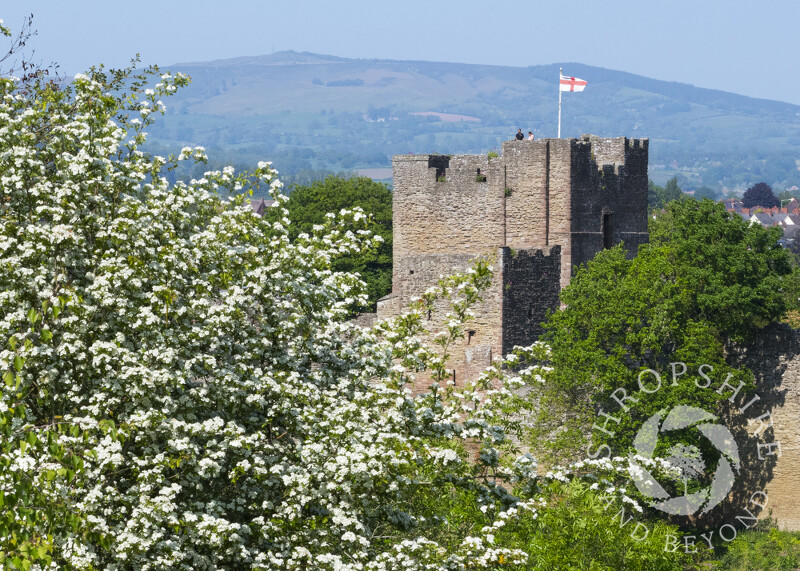 Hawthorn blossom and Ludlow Castle, Shropshire.