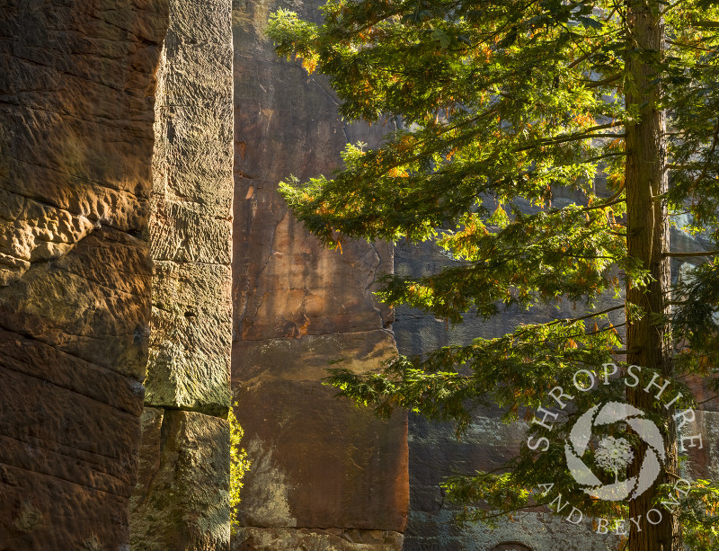 Sunlight and shadow at Nesscliffe Quarry, north Shropshire.