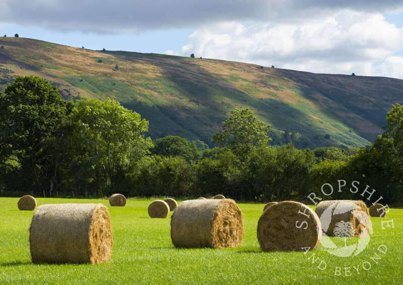 Hay bales beneath the Long Mynd, Shropshire.