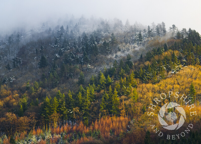 Winter sunshine picks out trees on the Wrekin in Shropshire.