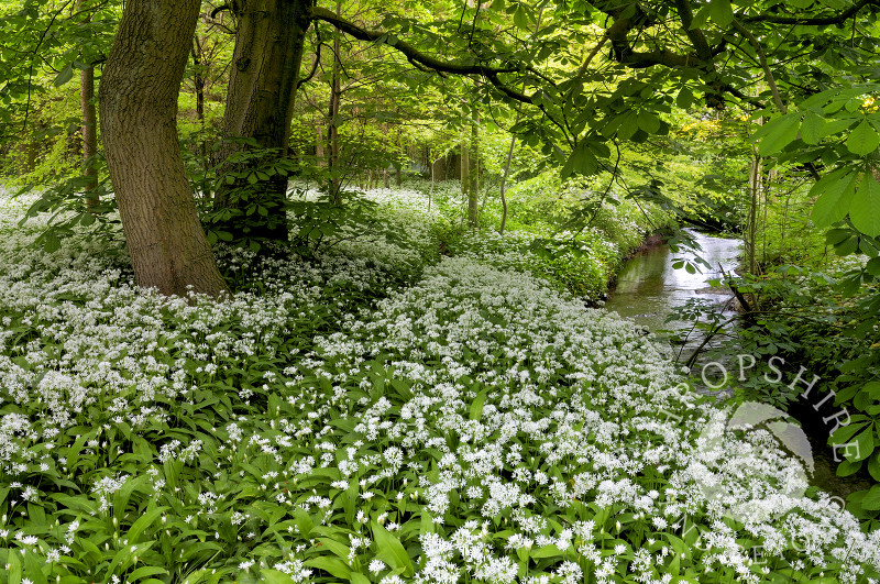 Wild garlic growing alongside the Wesley Brook in woodland at Shifnal, Shropshire.