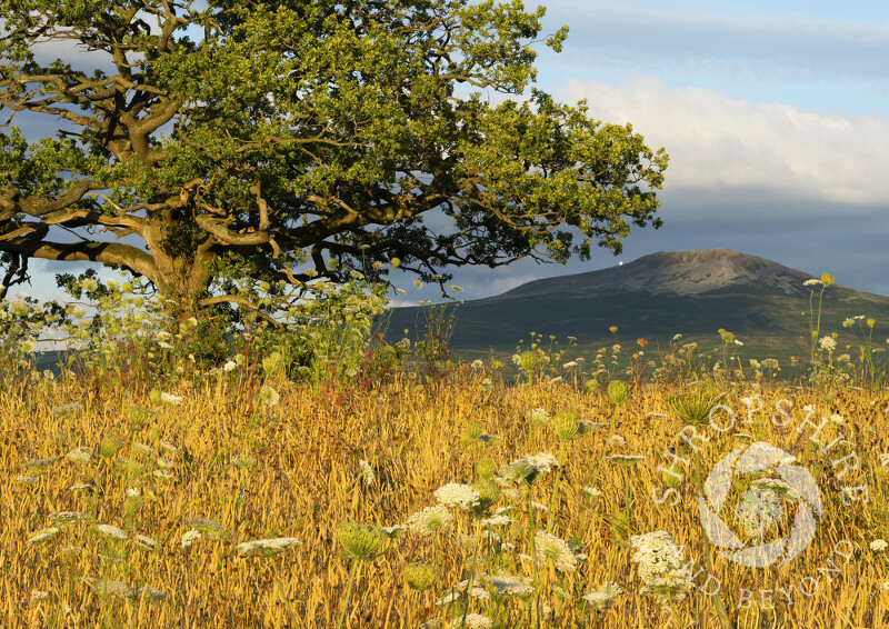 Gnarled oak tree with evening light on Titterstone Clee, Shropshire.