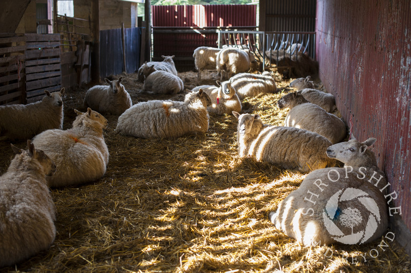 Sunlight and shadows on sheep in a barn at Middle Farm, Shelve, on the Stiperstones, Shropshire, England.