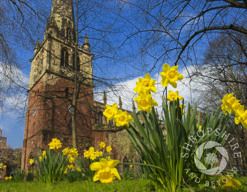 Springtime at St Mary's Church, Shrewsbury, Shropshire, England.