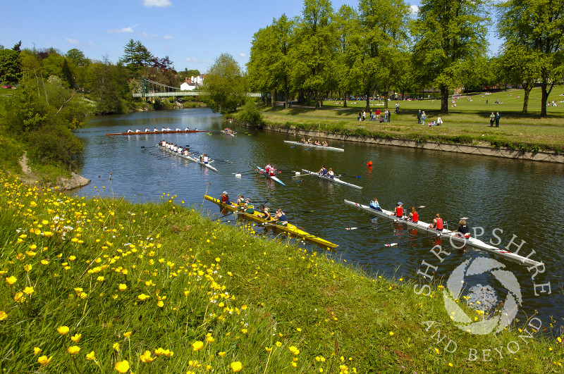 Rowing boats on the River Severn during Shrewsbury Regatta, Shropshire, England.