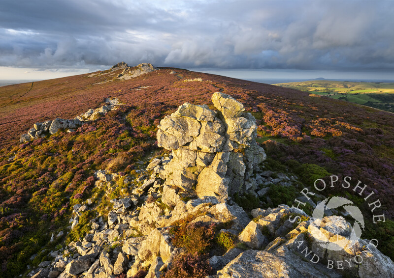 Evening light on Cranberry Rock, Stiperstones, Shropshire.