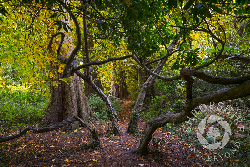 A path through misshapen trees in autumn woodland at Ellesmere, Shropshire.