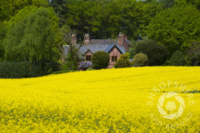 Sandstone cottage and a field of oilseed rape near Sambrook, Shropshire.