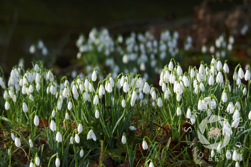 Snowdrops beside Coundmoor Brook, near Cound, Shropshire.