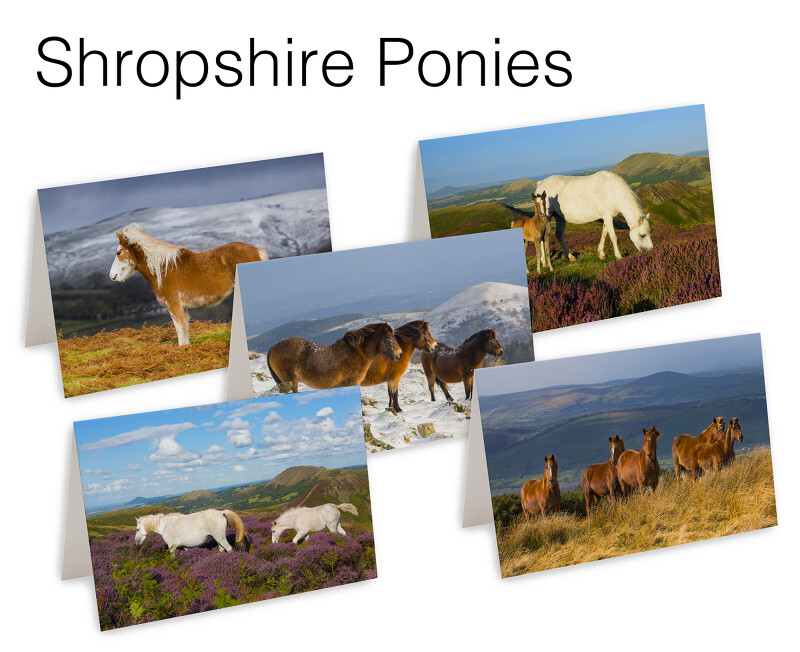 5 Shropshire Ponies Greetings Cards