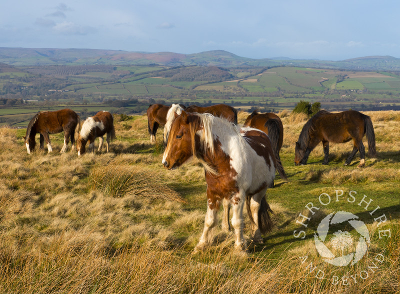 Ponies enjoying winter sunshine on Brown Clee with the Stretton Hills in the background, Shropshire.