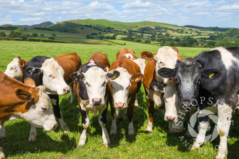 Cows pose in front of Hope Bowdler in the Shropshire Hills.